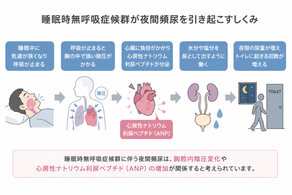 いびきが頻尿を起こす理由