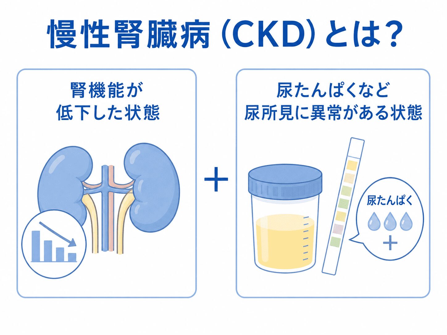 調布市・つつじヶ丘の腎臓内科|尿蛋白・腎機能低下・クレアチニン高値のご相談 5 慢性腎臓病とは?(調布・三鷹からアクセス良好)