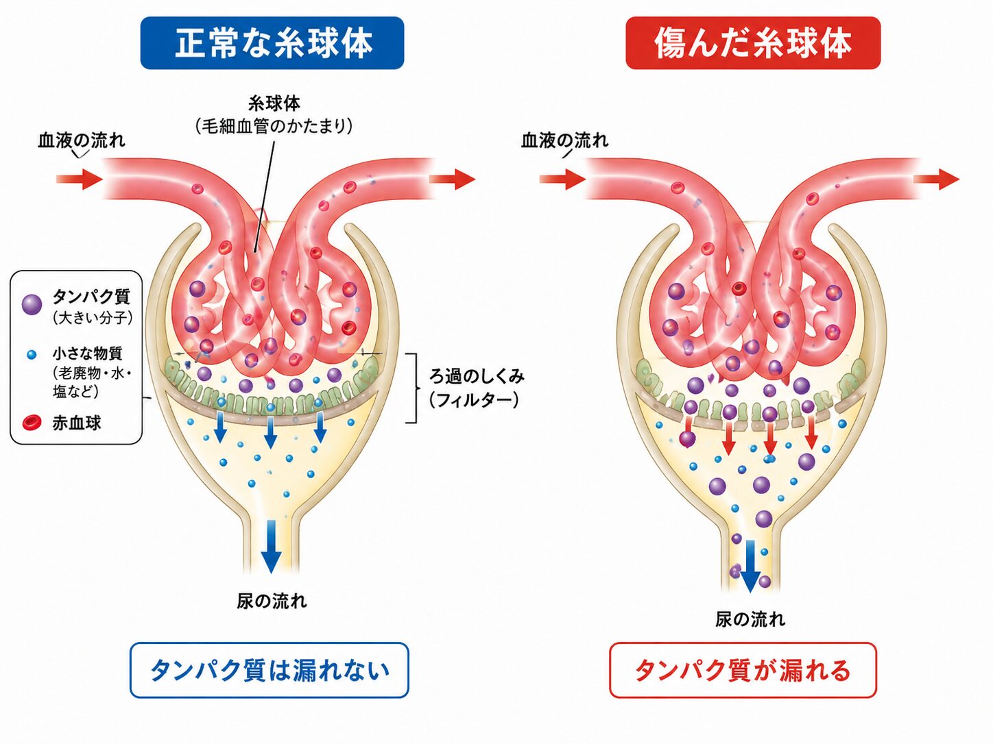 尿 蛋白 と は
